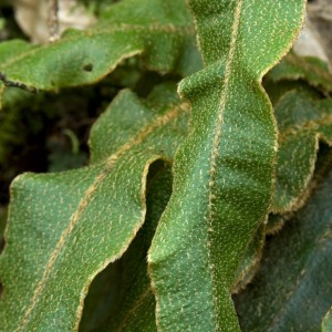 Elaphoglossum paleaceum