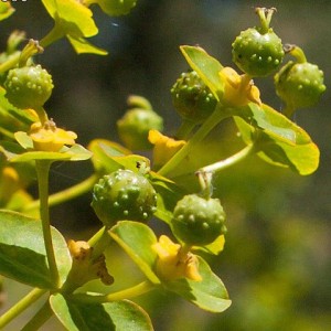 Euphorbia paniculata subsp. paniculata