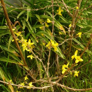Forsythia intermedia