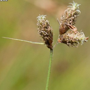Fuirena pubescens