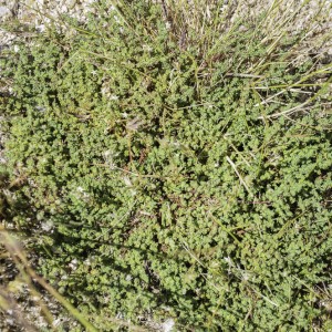 Herniaria scabrida subsp. scabrida