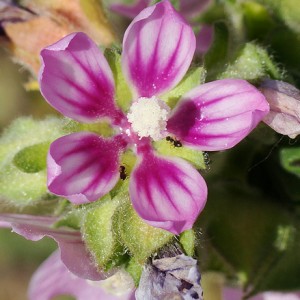 Lavatera mauritanica subsp. davaei