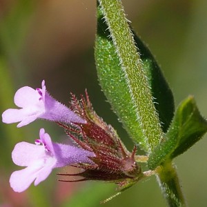 Micromeria graeca subsp. graeca