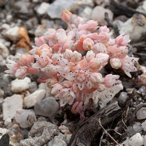 Sedum pedicellatum subsp. lusitanicum