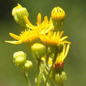 Jacobaea erucifolia