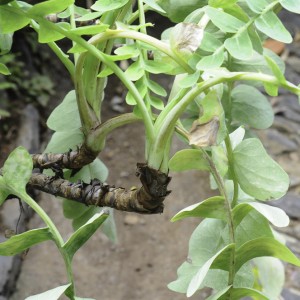 Sonchus ustulatus subsp. maderensis