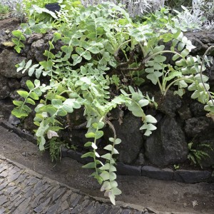 Foto tirada no Jardim Botânico de Funchal © Ian & Clare Smith