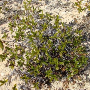 Cistus ladanifer subsp. sulcatus