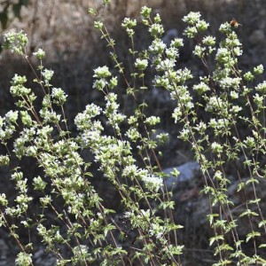 Origanum vulgare subsp. virens