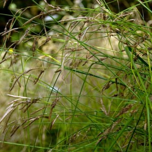 Carex vulcani