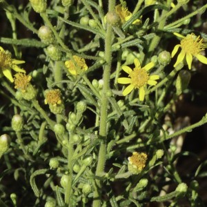Dittrichia viscosa subsp. revoluta