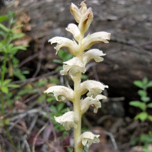 Orobanche clausonis subsp. hesperina