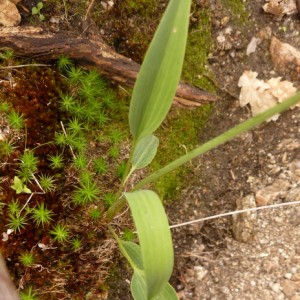 Ranunculus bupleuroides