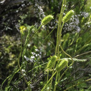 Ranunculus ollissiponensis
