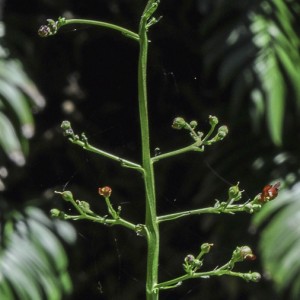 Scrophularia racemosa