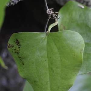 Smilax canariensis