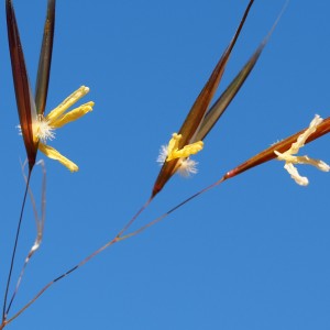 Stipa gigantea