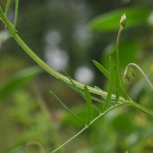 Vicia parviflora