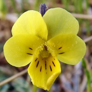 Viola langeana