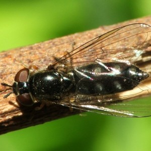 Platycheirus albimanus