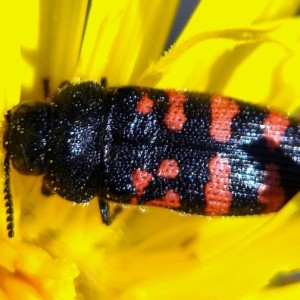Acmaeodera pulchra