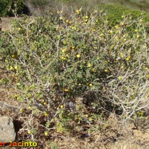 Solanum linnaeanum