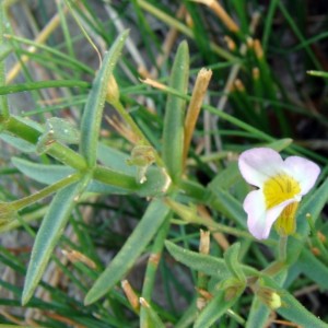 Gratiola linifolia