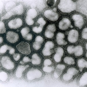 Influenzavirus a
