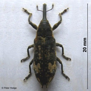 Lixus furcatus