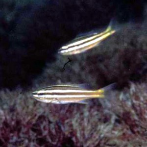 Parapristipoma octolineatum