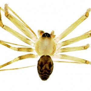Canariphantes relictus