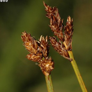 Carex furva