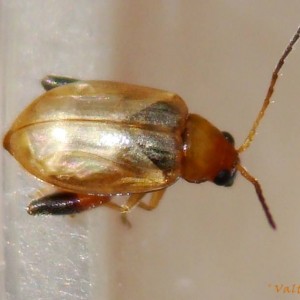 Longitarsus ochroleucus