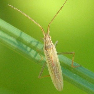 Stenodema laevigata