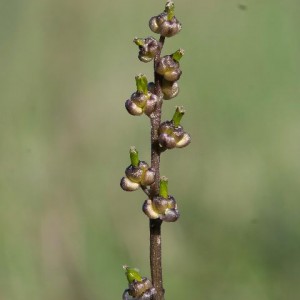 Triglochin laxiflora