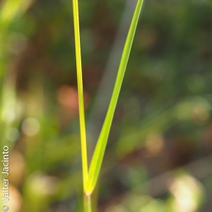 Vulpia alopecuros