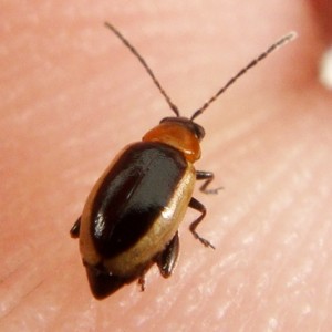 Longitarsus dorsalis