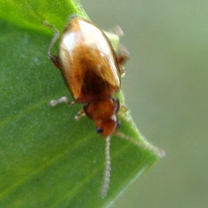 Ochrosis ventralis