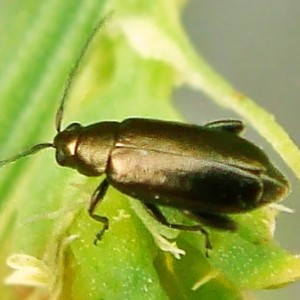 Phyllotreta procera