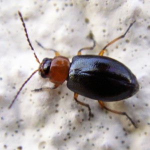 Podagrica malvae