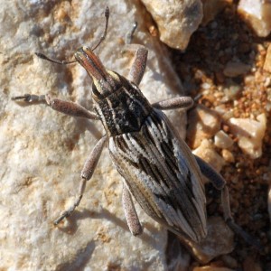 Coniocleonus nigrosuturatus