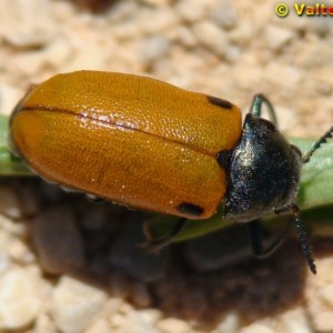 Labidostomis taxicornis