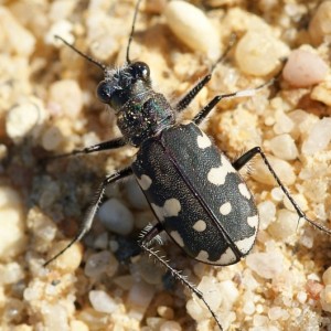 Calomera littoralis