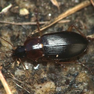 Calathus mollis