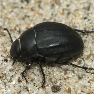 Erodius faroensis