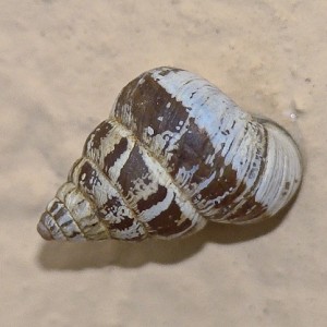 Cochlicella conoidea