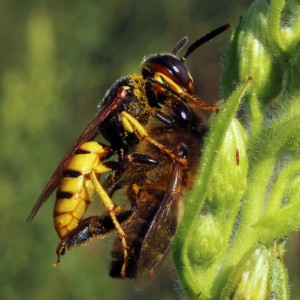 Adulto a predar uma abelha © Paulo Lemos