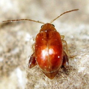 Longitarsus rutilus