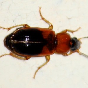 Stenolophus teutonus