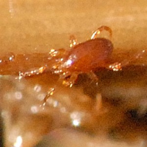 Holoparasitus calcaratus